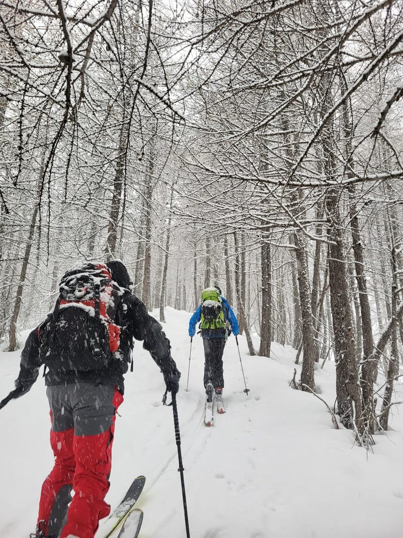 Neige dans la forêt du Fontanil