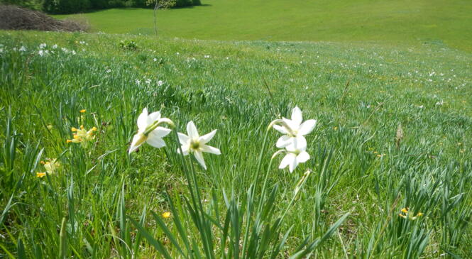 VERDURE DU BUGEY image article