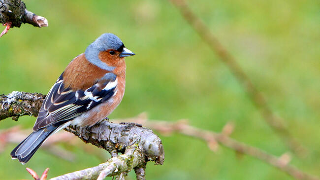 Sortie naturaliste : les oiseaux de montagne image article