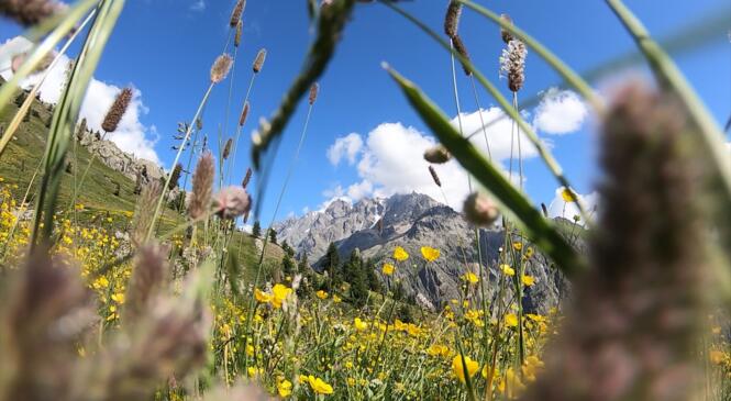 Camp Trail de la section Trail : le film image article