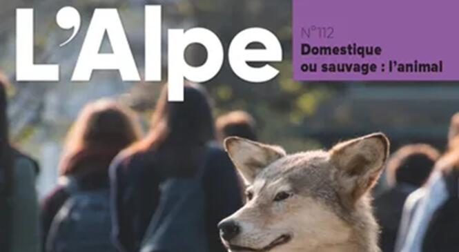 image article