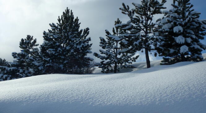 Fin d'année dans le Vercors image article