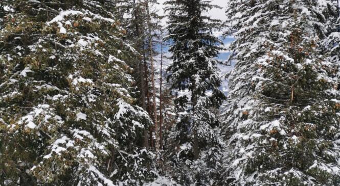 Chamrousse: Découverte Alpinisme hivernal glace image article