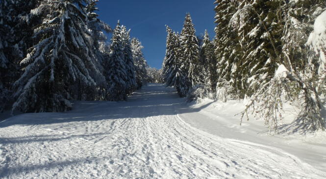 Raquettes dans les Aravis image article
