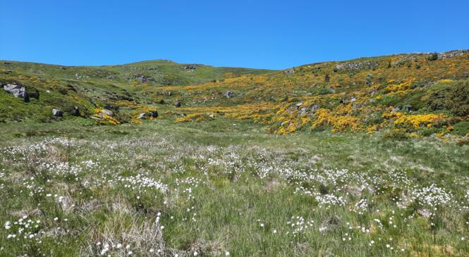 De retour du Cantal, de puy en puy image article