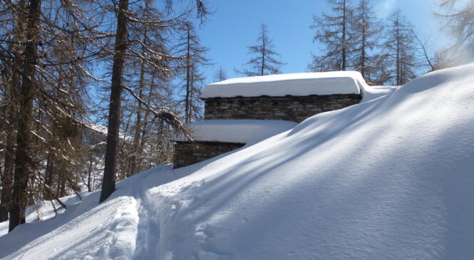 De la neige et du soleil pour la raquette les 28.29 janvier 2023 image article