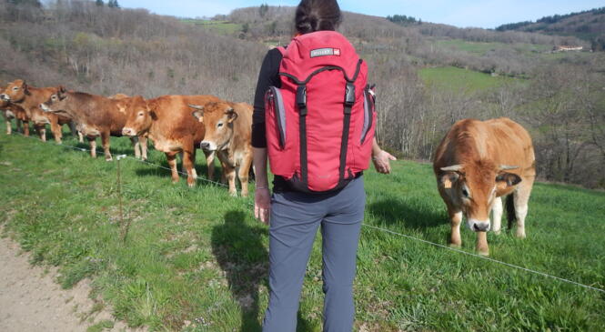 RETOUR COLLECTIVE RANDONNE SUR LES HAUTEURS D'YZERON image article