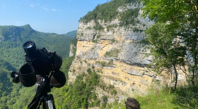 Sortie Observation oiseaux rupestres image article