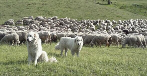 Les chiens de protection de troupeaux : Ciné Débat image article