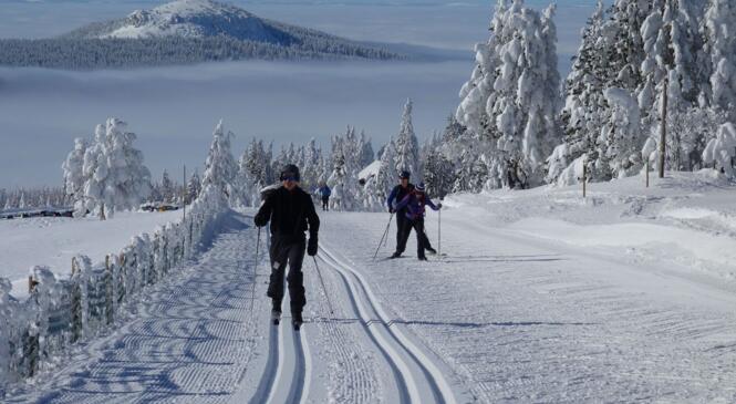 L'hiver revient, le ski de fond aussi! image article