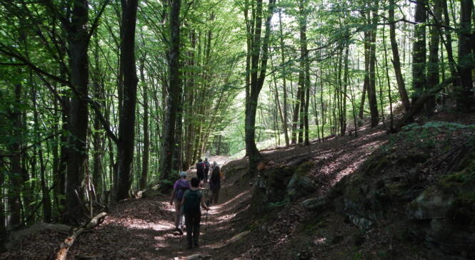 OMBRAGE ET SOLEI image article