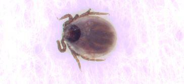 Tiques et maladie de Lyme image article