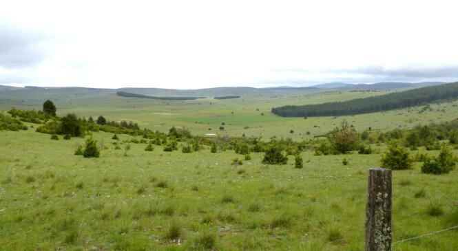 De retour du Causse Mejean image article