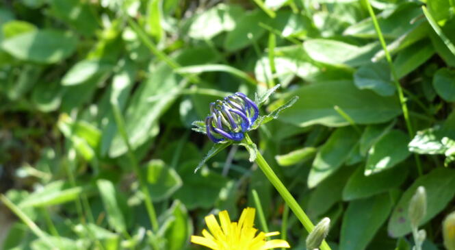 Rando, photo et belles fleurs image article