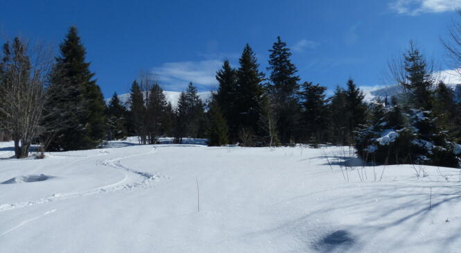 Week-end Raquettes autonomie / Une place de libre ! image article