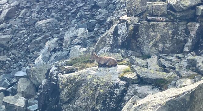Trail - Cycle orienté descente sur mai/juin 2026 - Premières infos image article