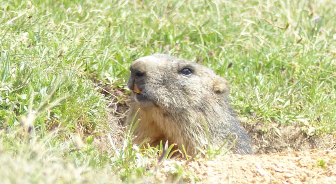 Lettre du Milieu Montagnard n°48 d'avril 2016 image article