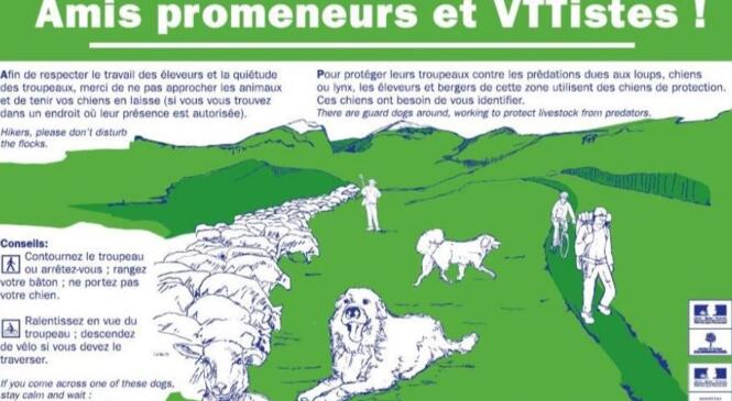 REX / SECURITE : Attention au chien ! Encore plus nécessaire à VTT et dangereux lorsque VTTiste et patou sont surpris image article