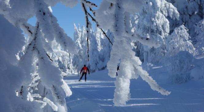 Reprise des permanences ski de fond: jeudi 24 novembre 2016 image article
