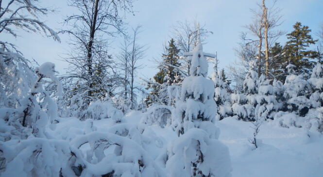 2 soirées formation consacrées à l'application IPHIGENIE image article