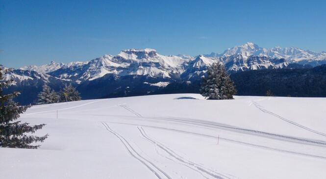 Un Lynx vert, un Puma bleu des Lamas rouges et une Panthère noire …félins pour l’autre. image article