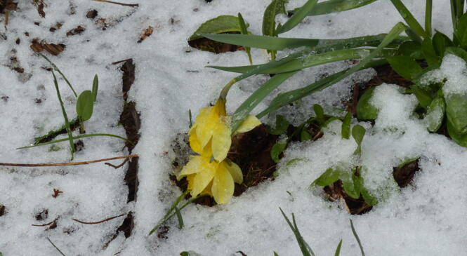 La neige du coucou en Haute-Loire ! image article